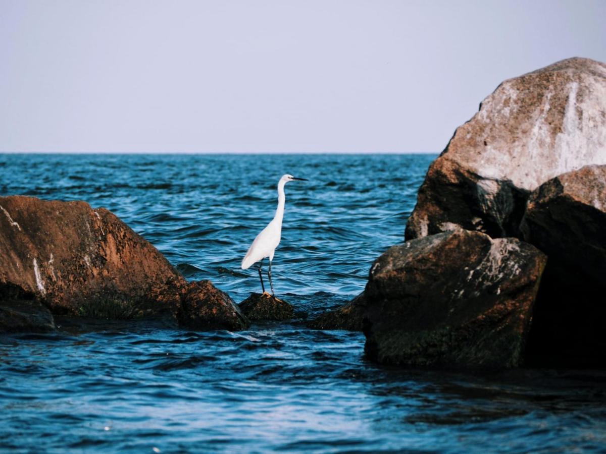 Casa De Vacanta Rodica Sulina Dış mekan fotoğraf