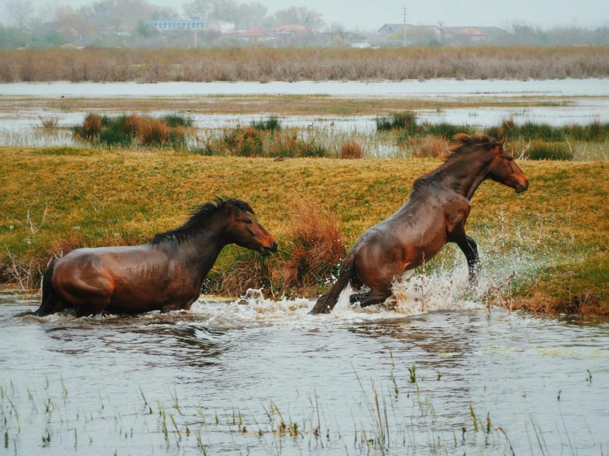 Casa De Vacanta Rodica Sulina Dış mekan fotoğraf